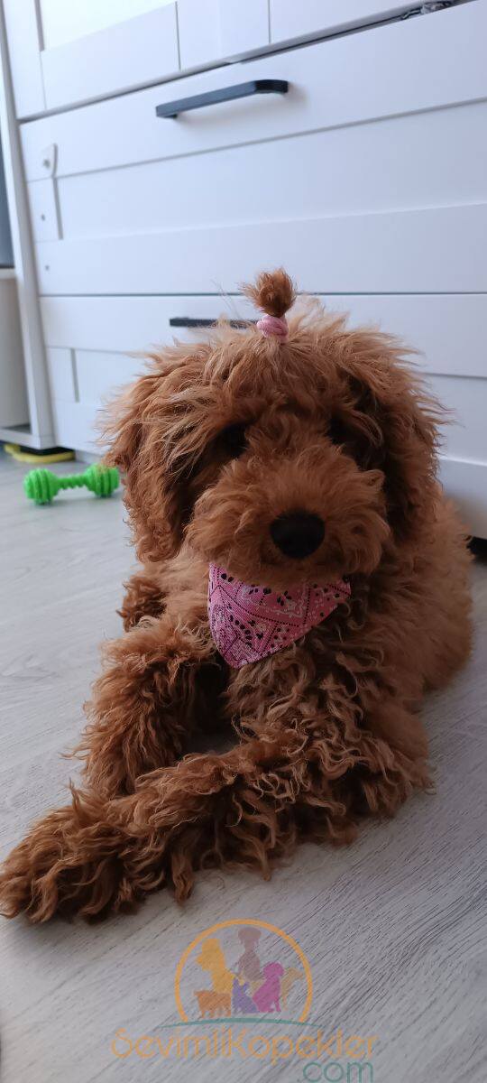 satılık Poodle Toy ikinci fotoğrafı