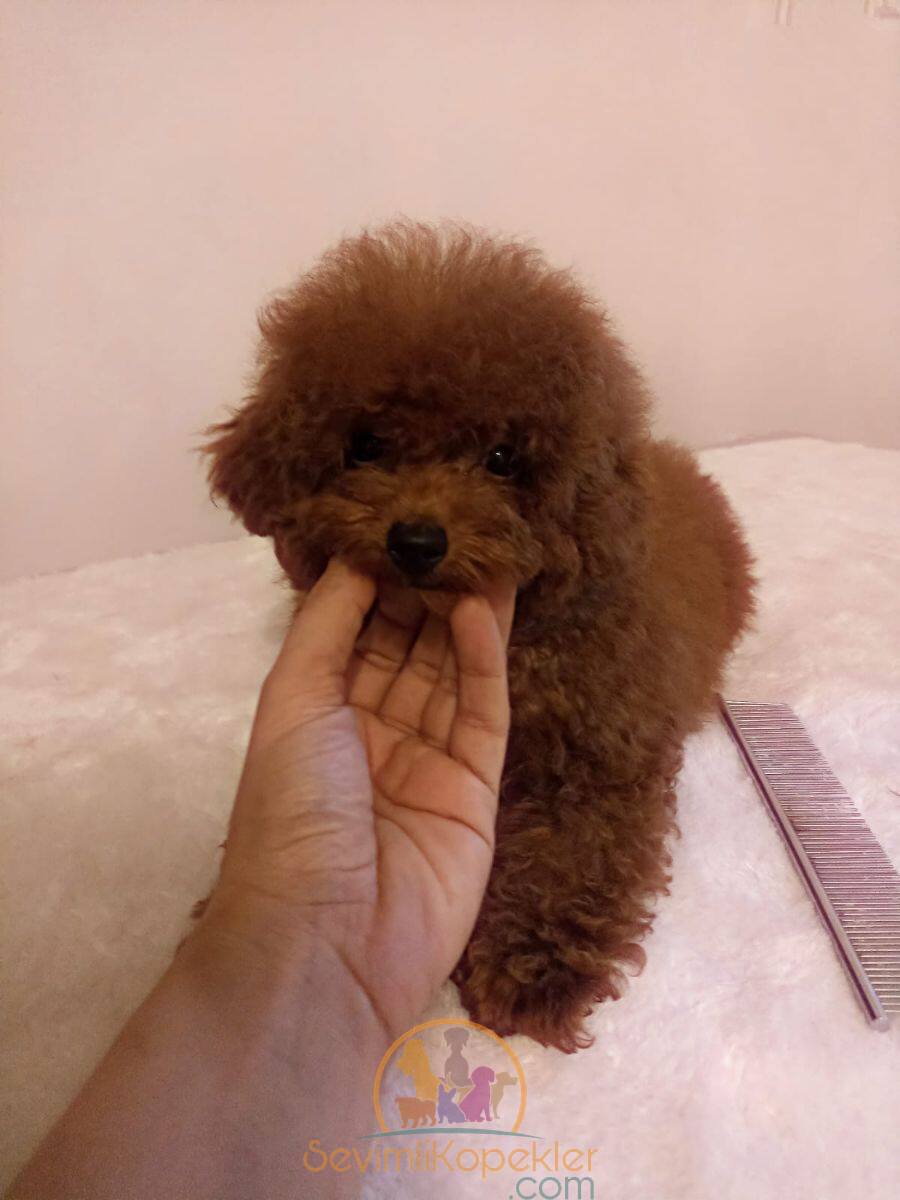 satılık Poodle Toy ikinci fotoğrafı