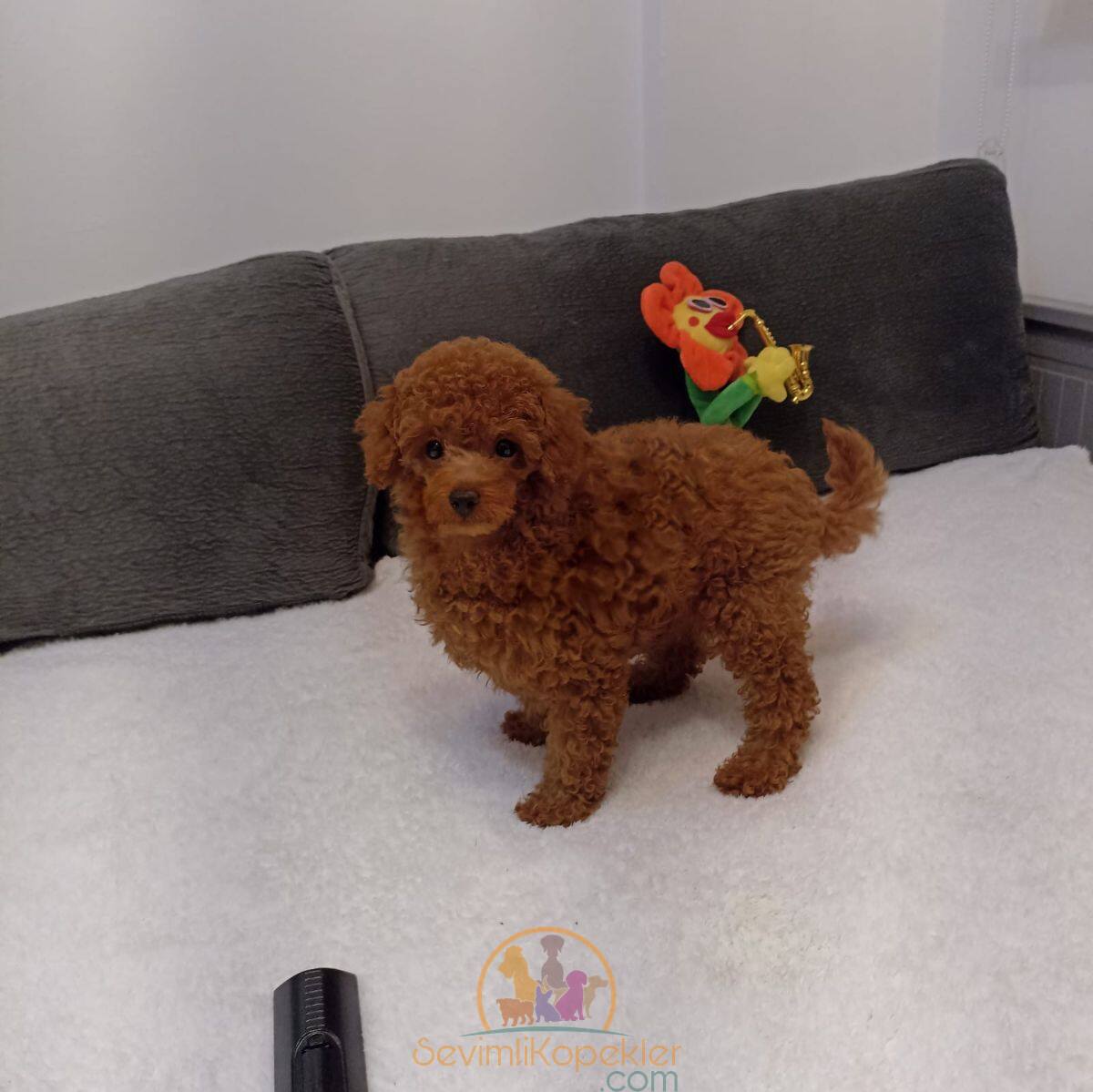 satılık Poodle Toy ikinci fotoğrafı