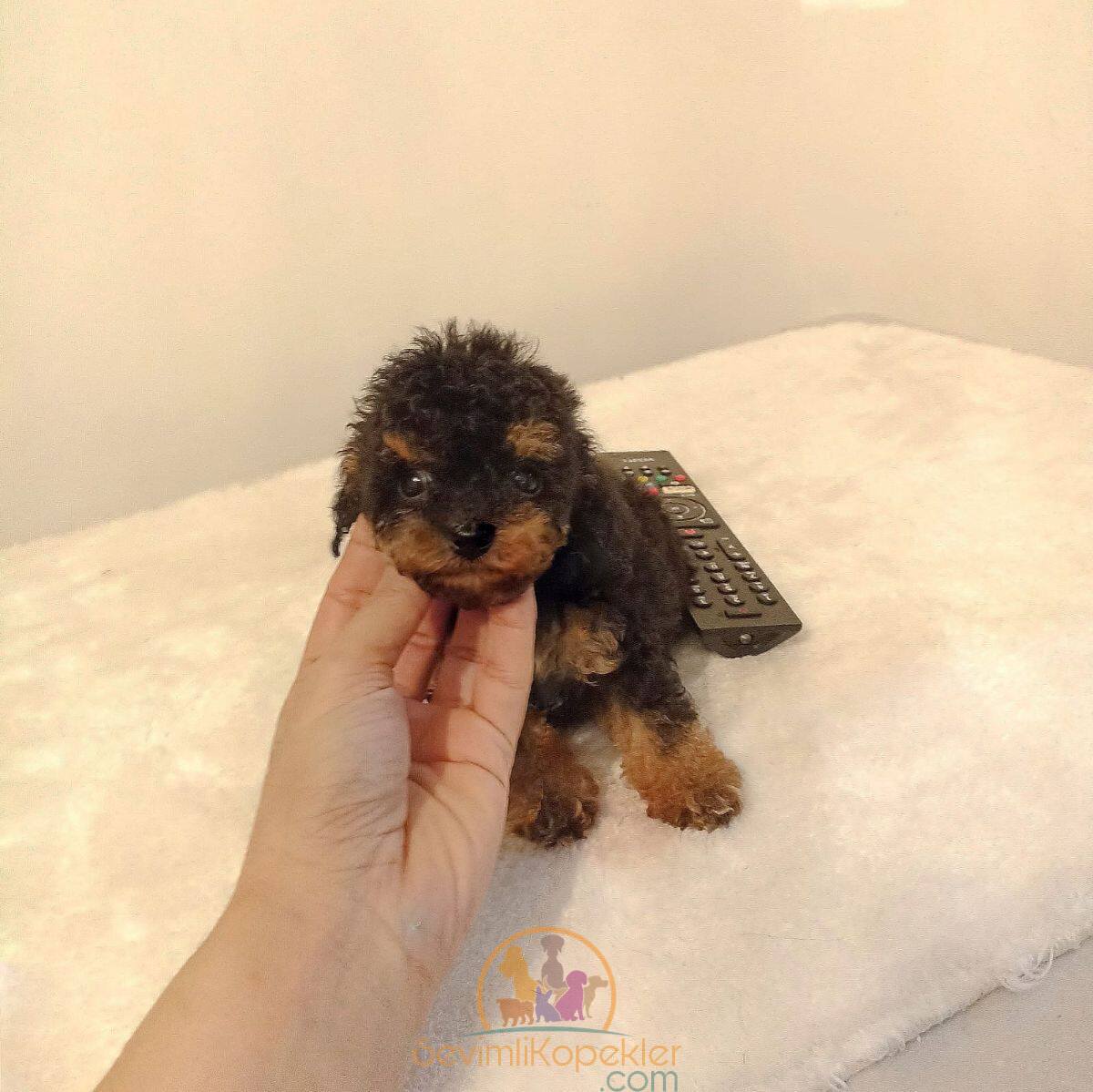 satılık Poodle Toy ikinci fotoğrafı