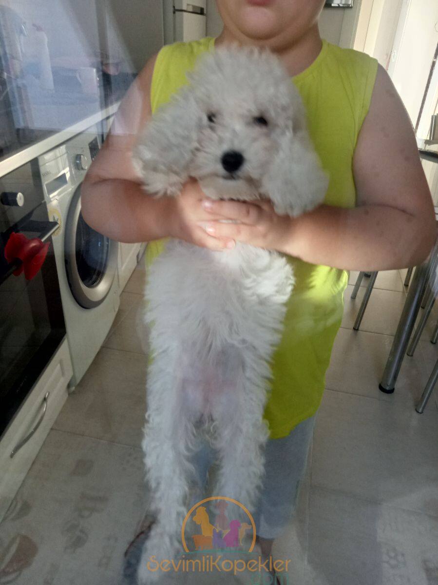 satılık Terrier Maltese dördüncü fotoğrafı