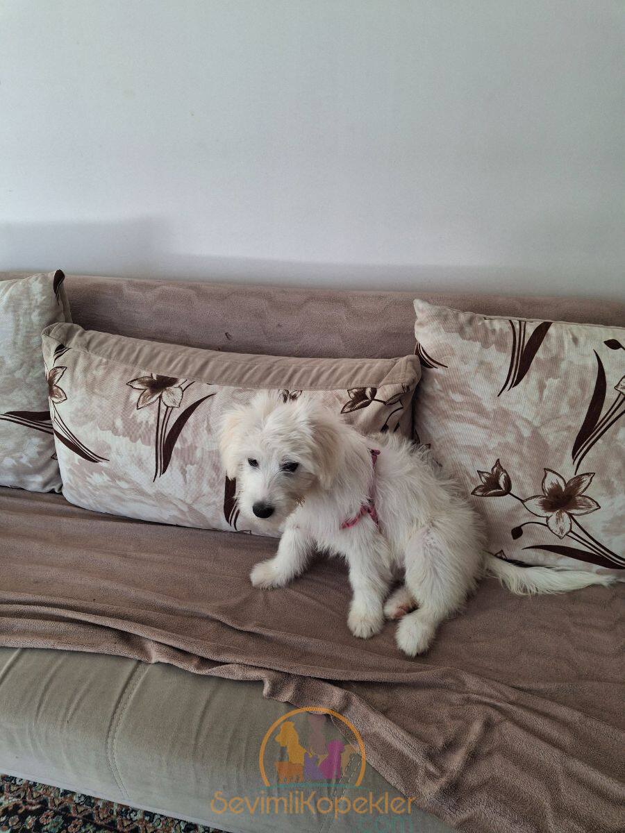 satılık Maltipoo fiyatı