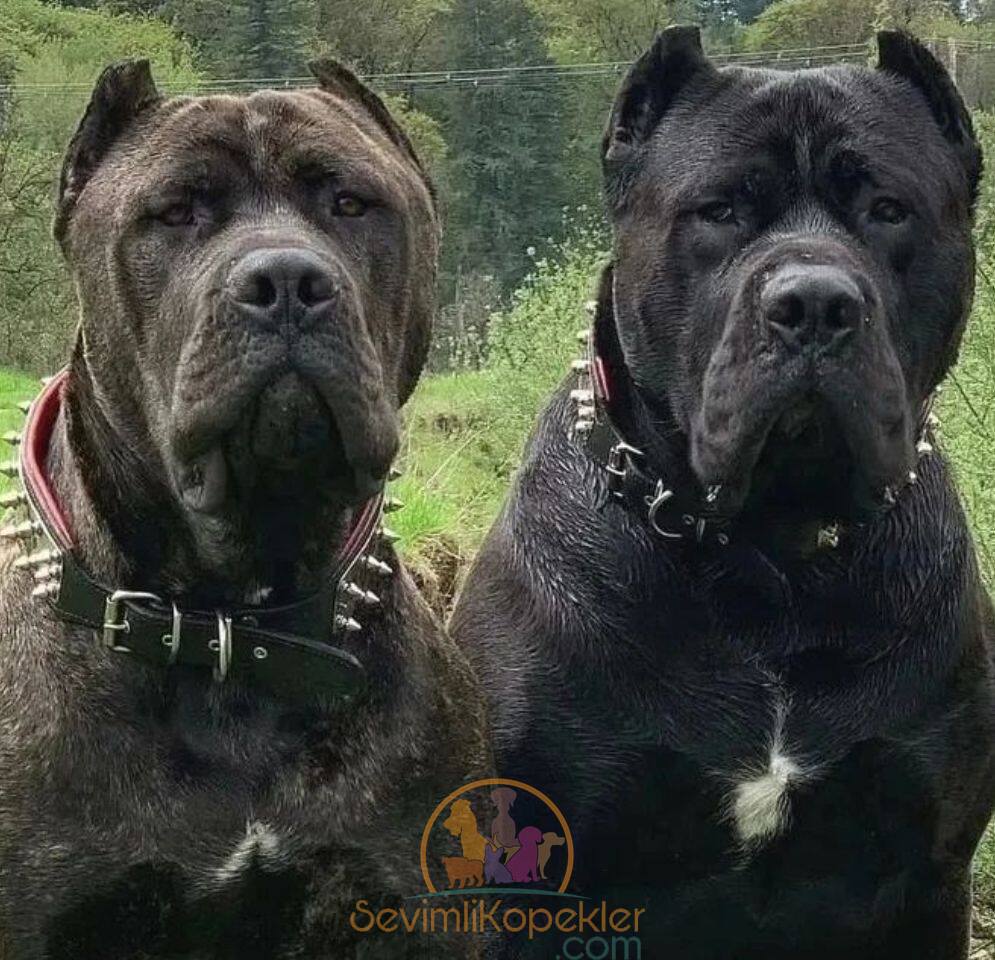 satılık Cane Corso fiyatı