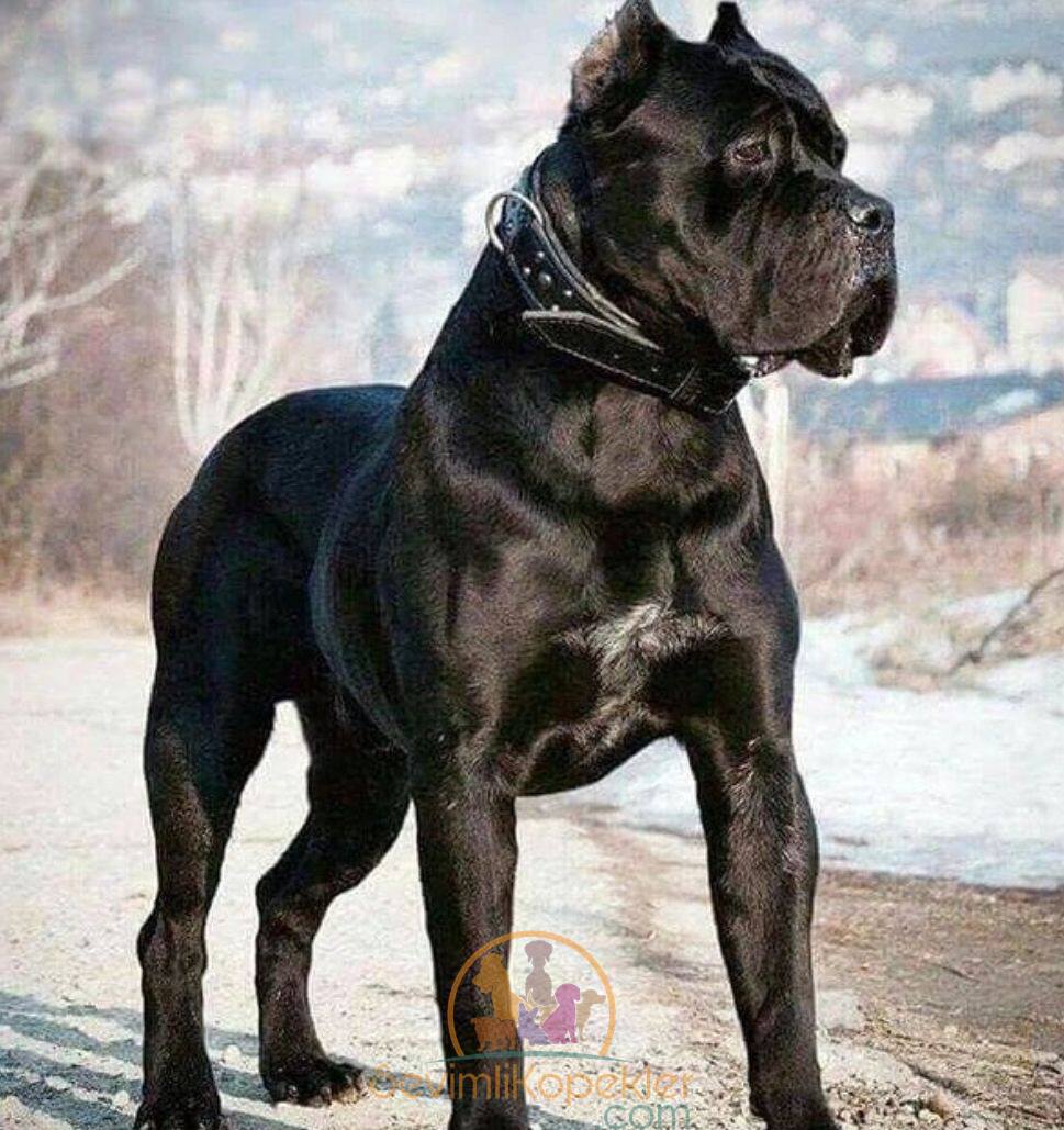 satılık Cane Corso fiyatı