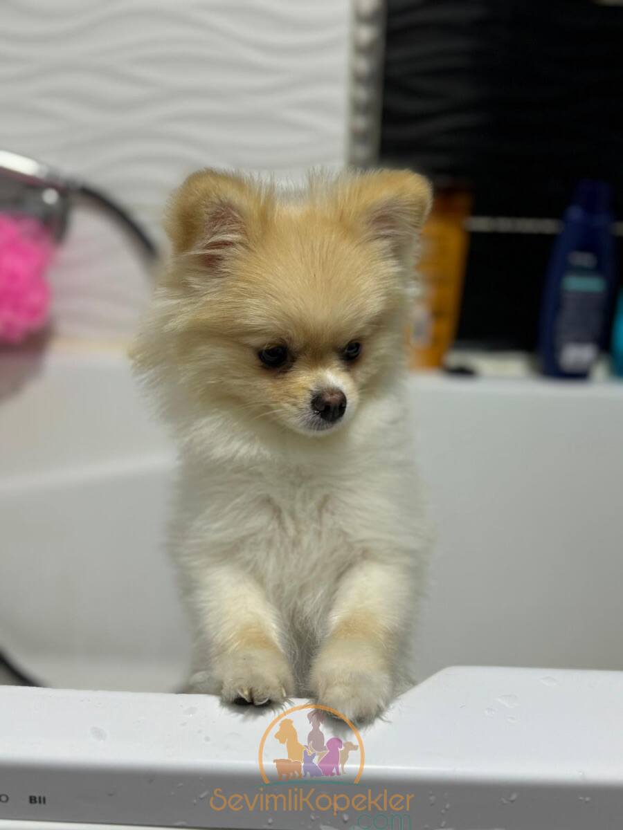 satılık Pomeranian üçüncü fotoğrafı