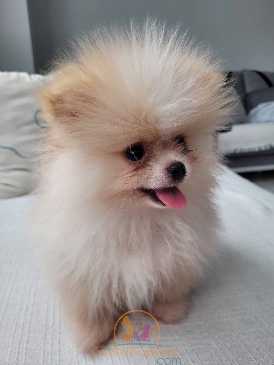 satılık Pomeranian ikinci fotoğrafı