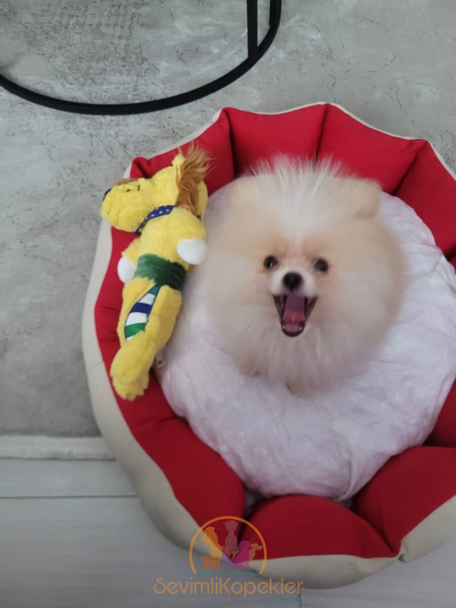 satılık Pomeranian üçüncü fotoğrafı