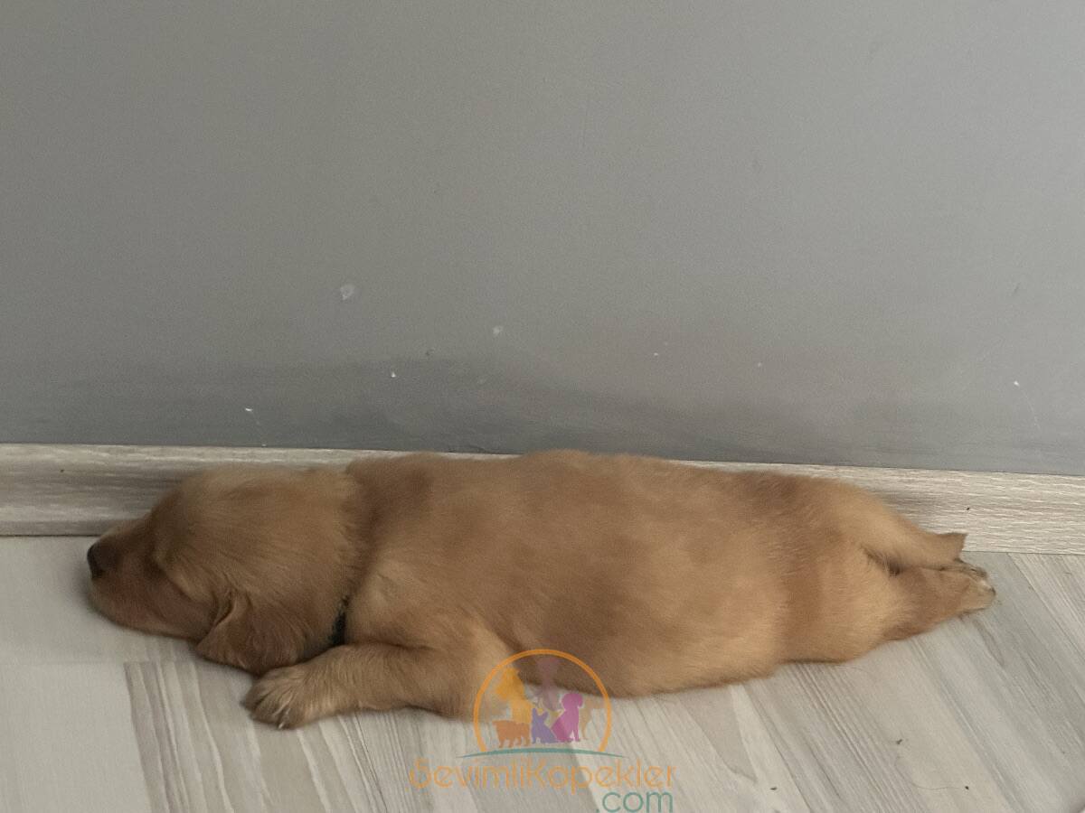 satılık Golden Retriever fiyatı