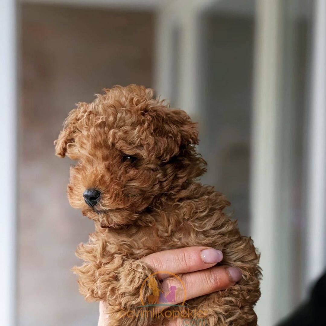 satılık Poodle Toy ikinci fotoğrafı