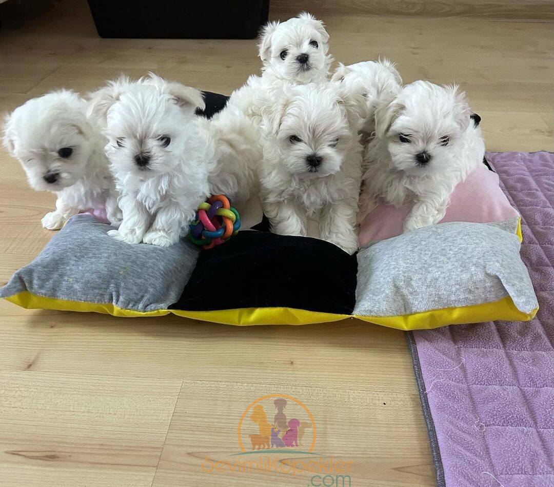 satılık Maltipoo üçüncü fotoğrafı