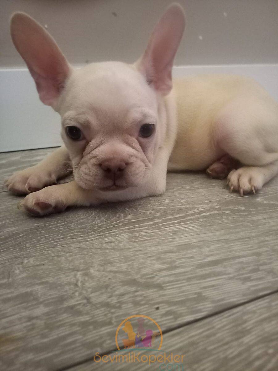 satılık French Bulldog üçüncü fotoğrafı