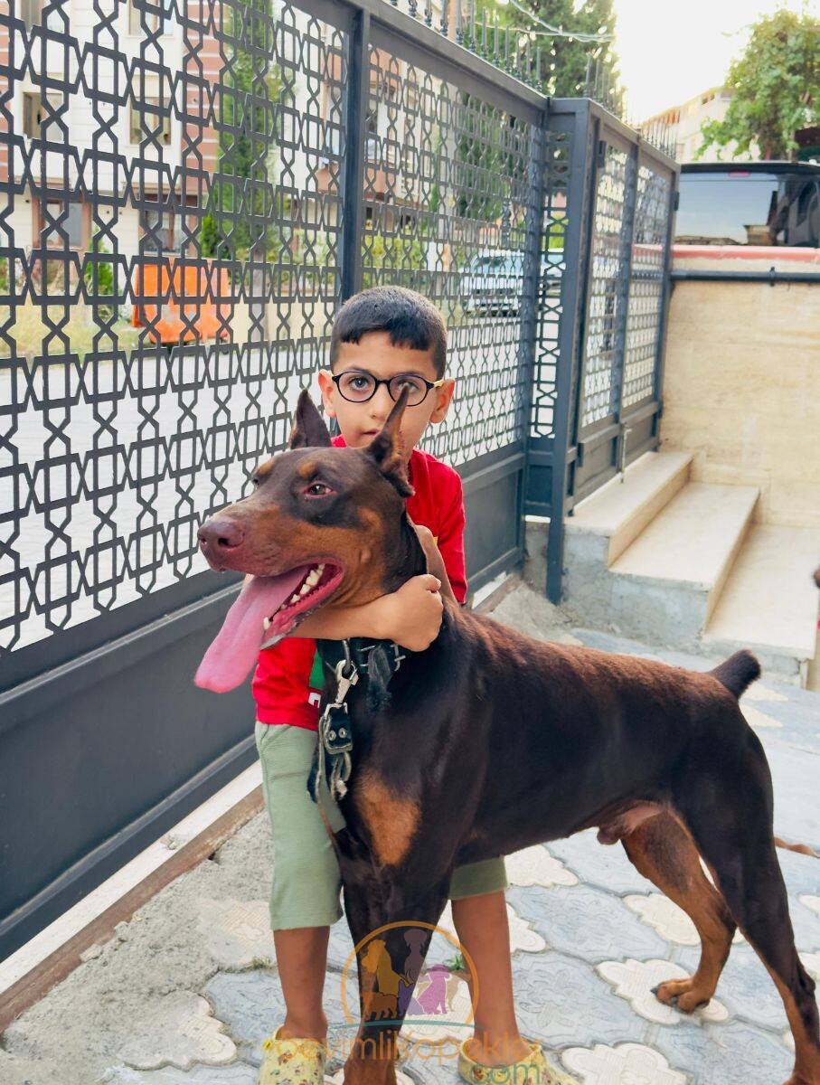 satılık Doberman fiyatı