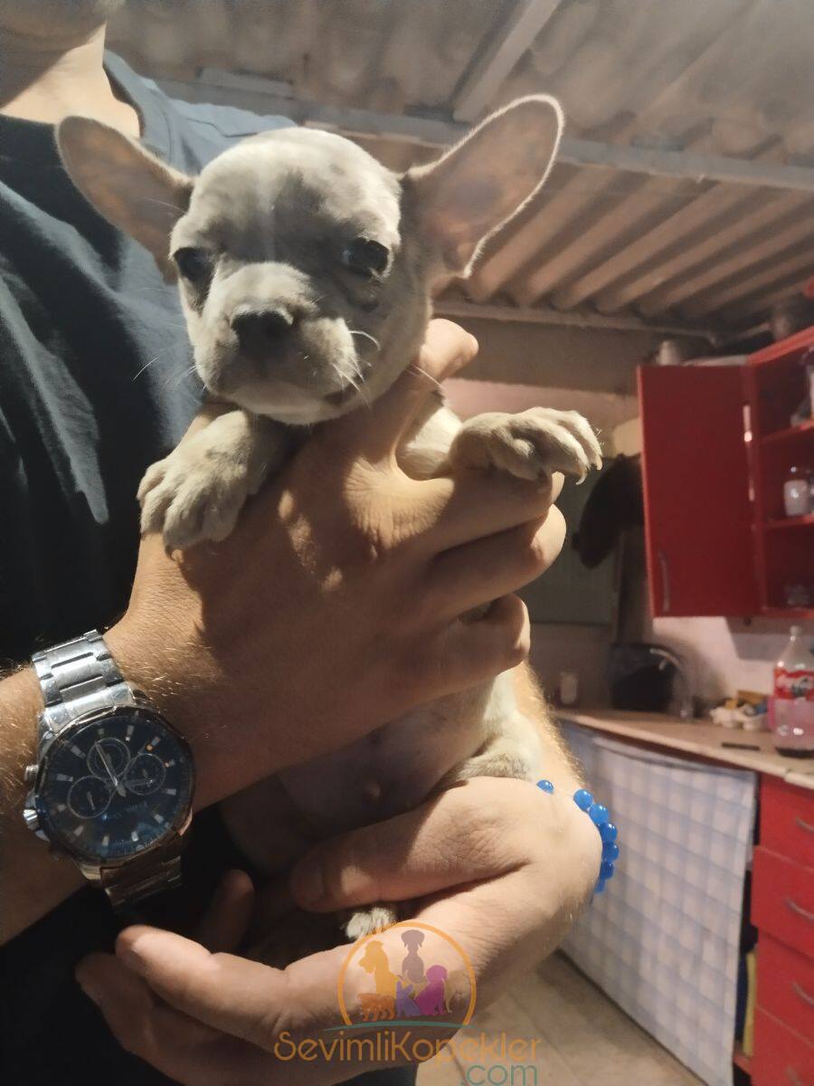 satılık French Bulldog fiyatı