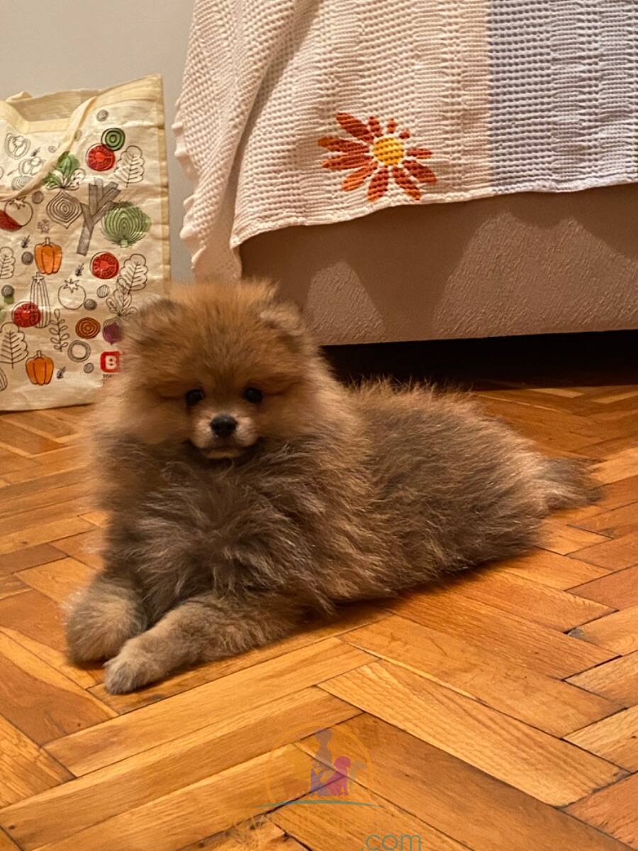 satılık Pomeranian fiyatı