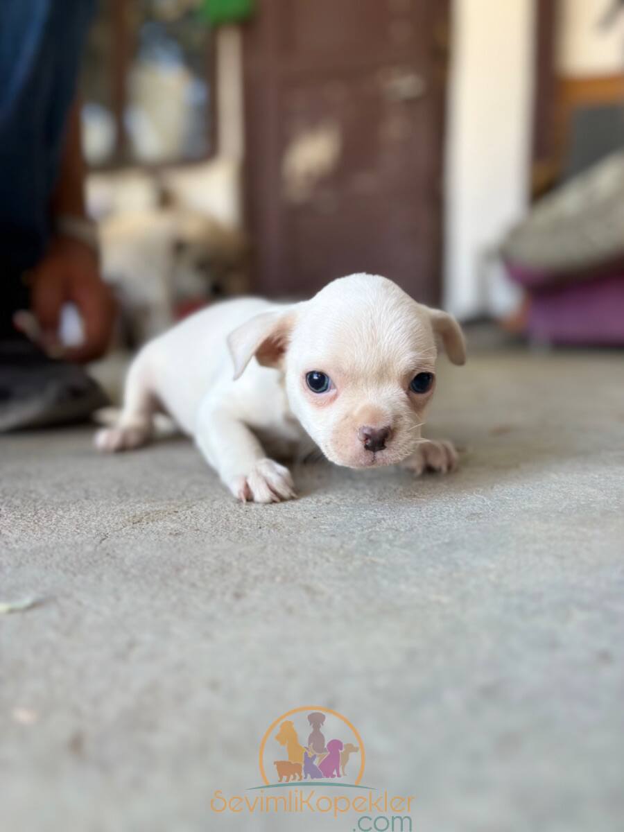 satılık Chihuahua üçüncü fotoğrafı