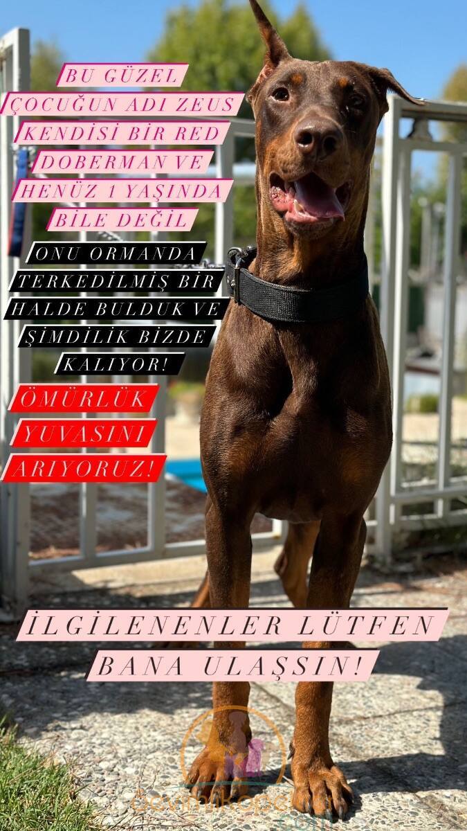 satılık Doberman fiyatı