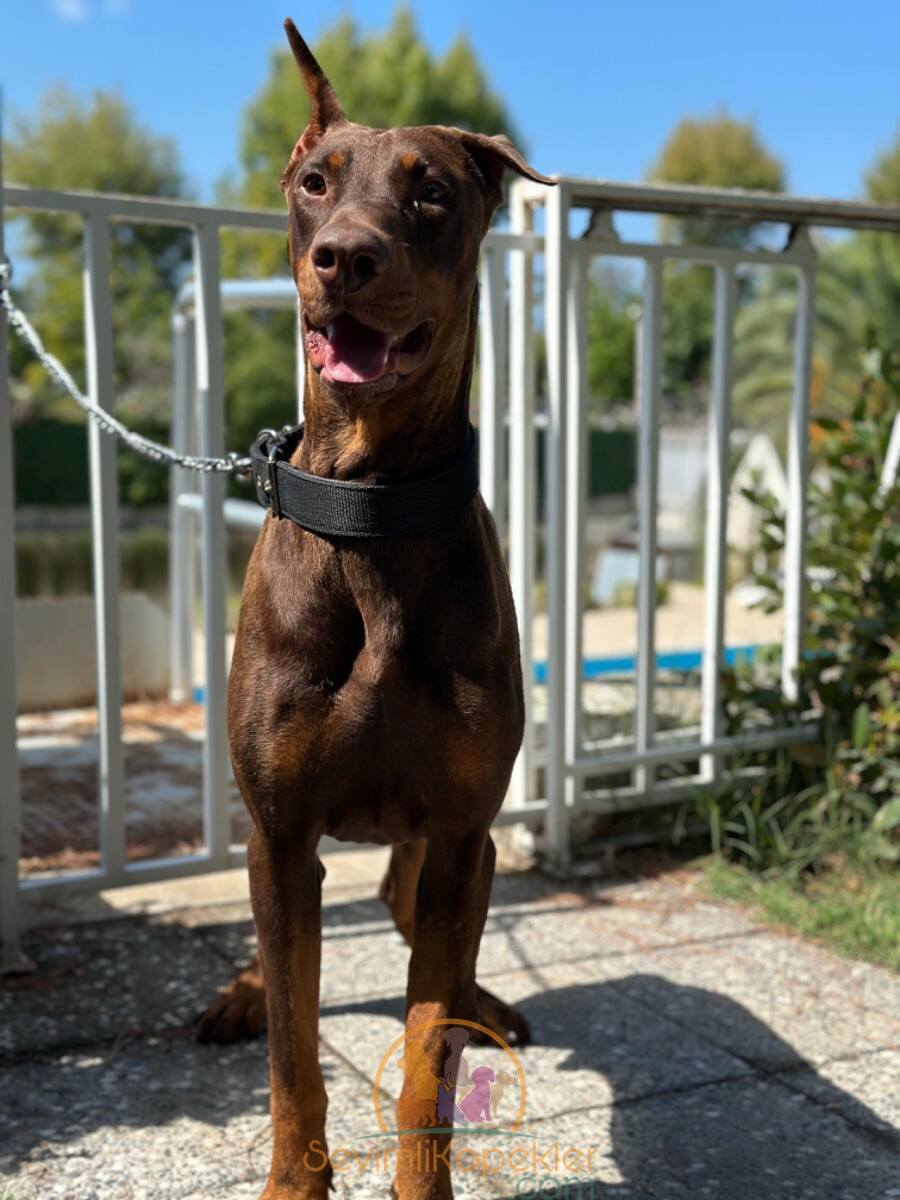 satılık Doberman ikinci fotoğrafı