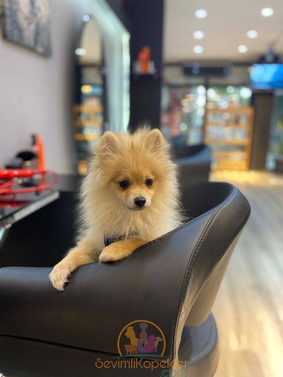 satılık Pomeranian fiyatı