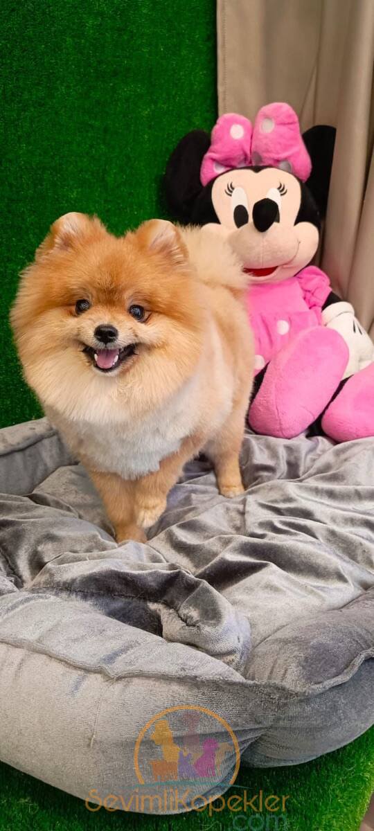 satılık Pomeranian ikinci fotoğrafı