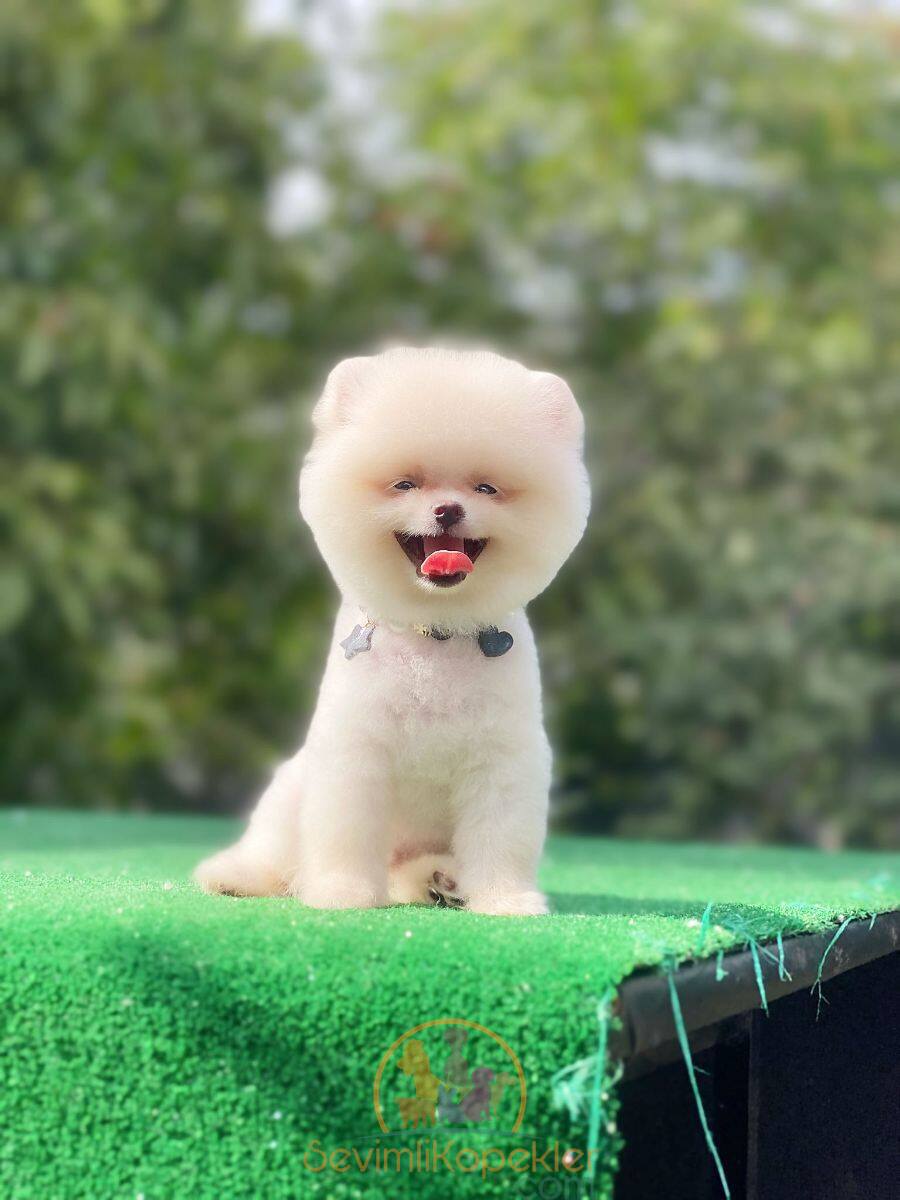 satılık Pomeranian ikinci fotoğrafı