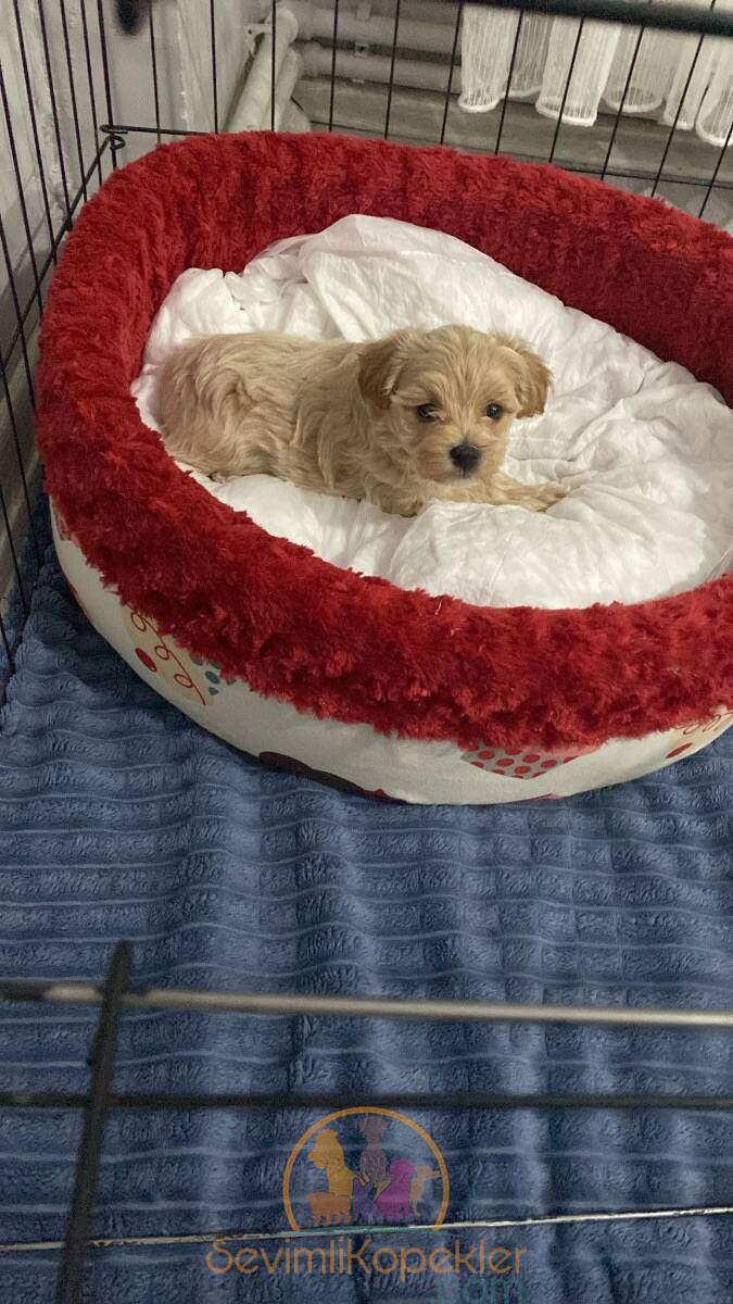 satılık Maltipoo fiyatı