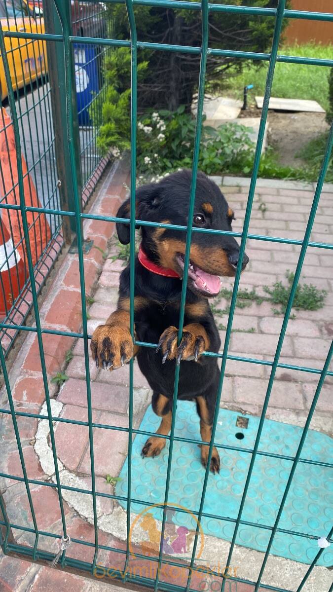 satılık Rottweiler fiyatı