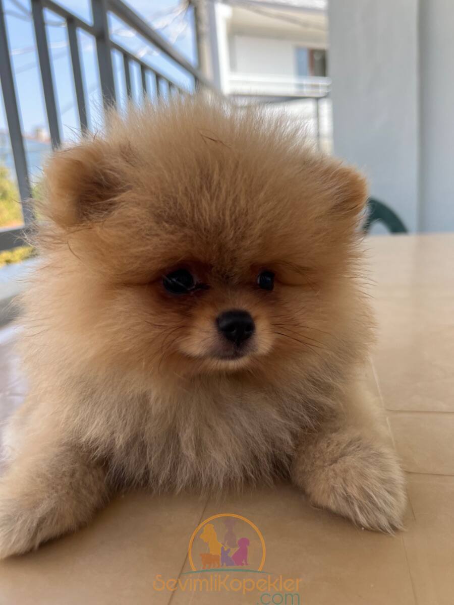 satılık Pomeranian ikinci fotoğrafı