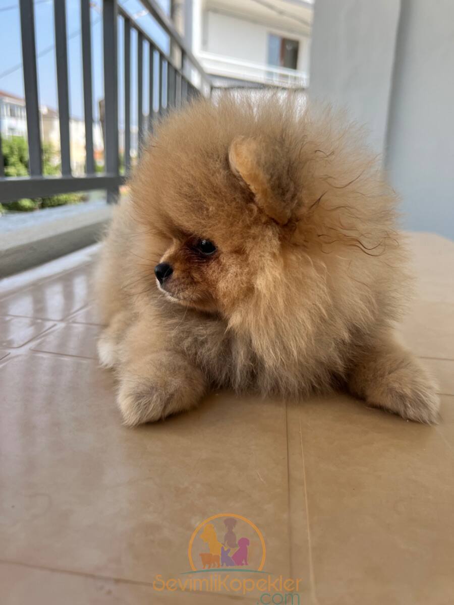 satılık Pomeranian üçüncü fotoğrafı