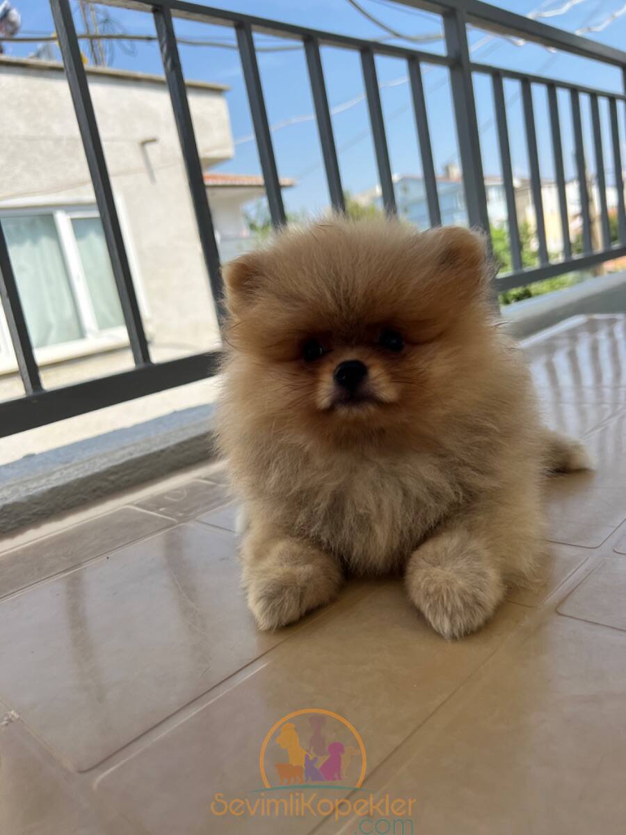 satılık Pomeranian dördüncü fotoğrafı