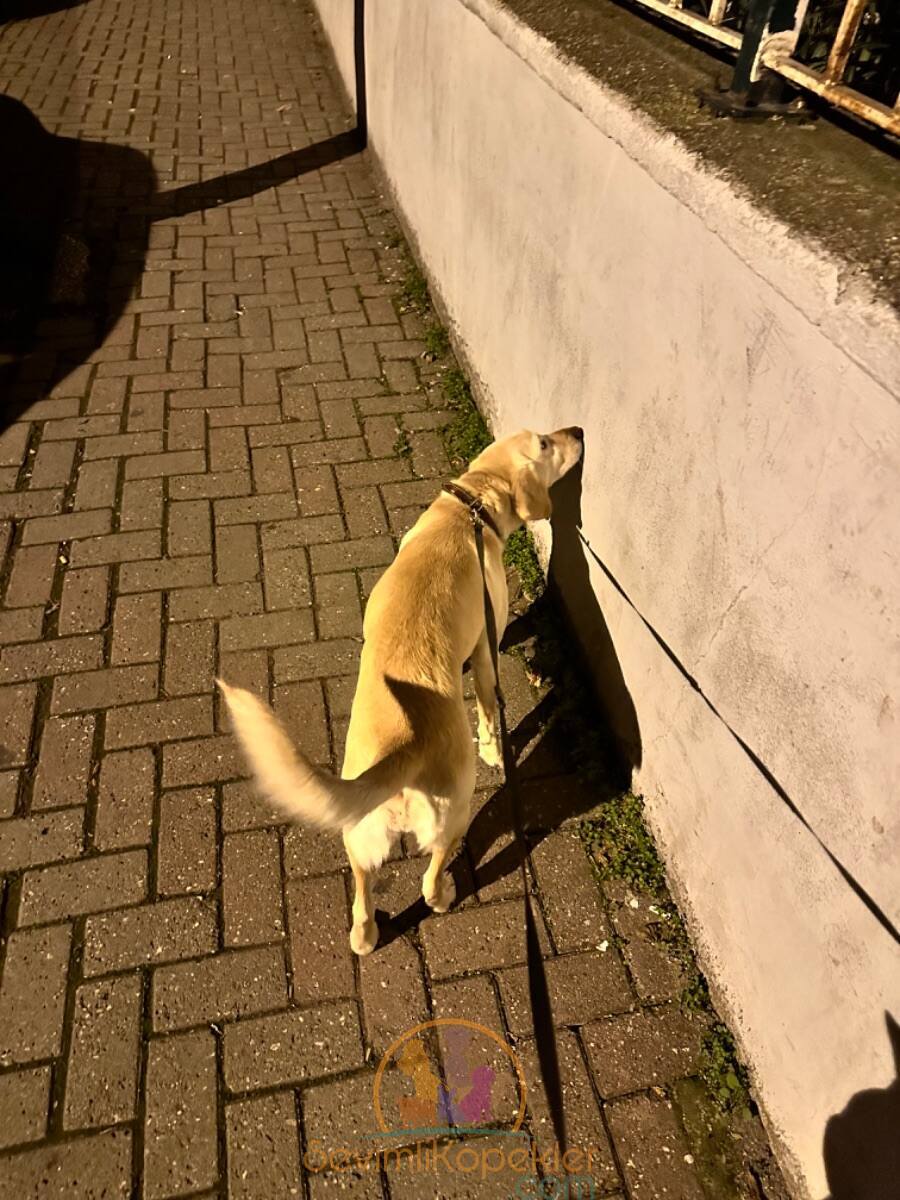 satılık Golden Retriever dördüncü fotoğrafı