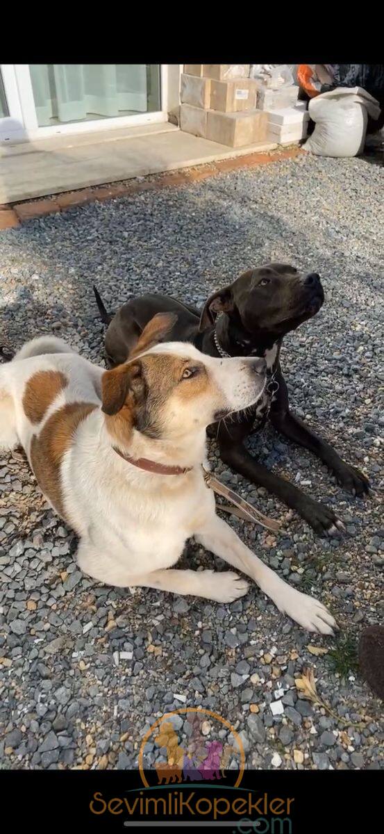 satılık Kangal üçüncü fotoğrafı