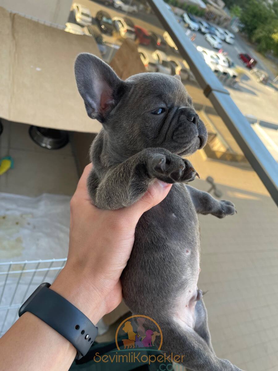 satılık French Bulldog ikinci fotoğrafı