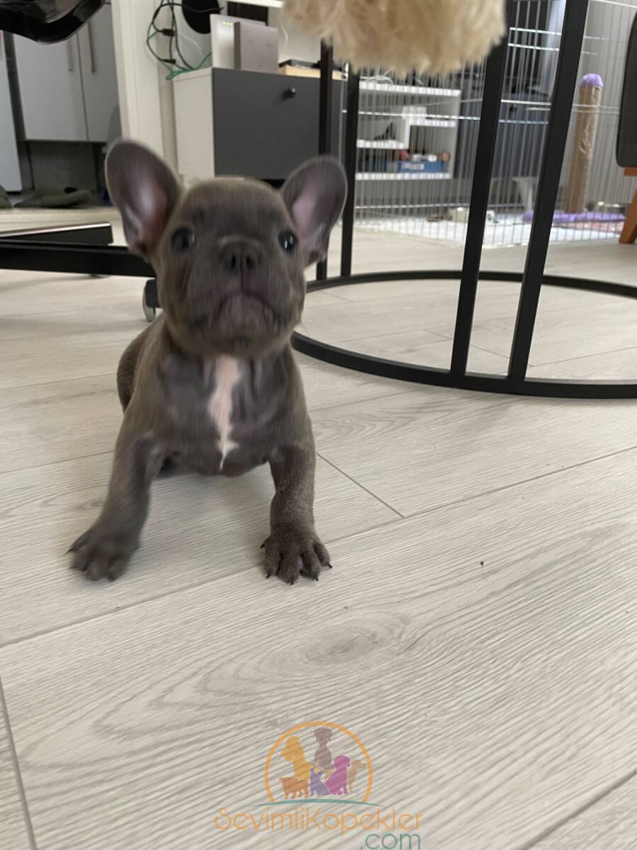 satılık French Bulldog dördüncü fotoğrafı