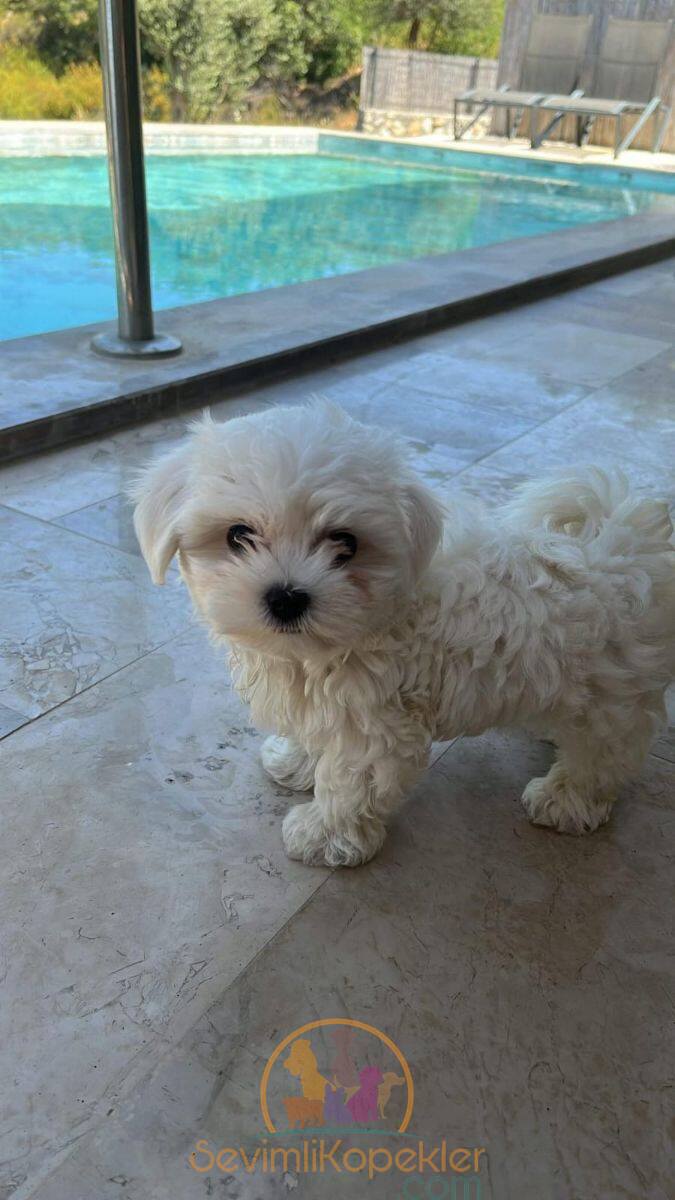 satılık Terrier Maltese fiyatı