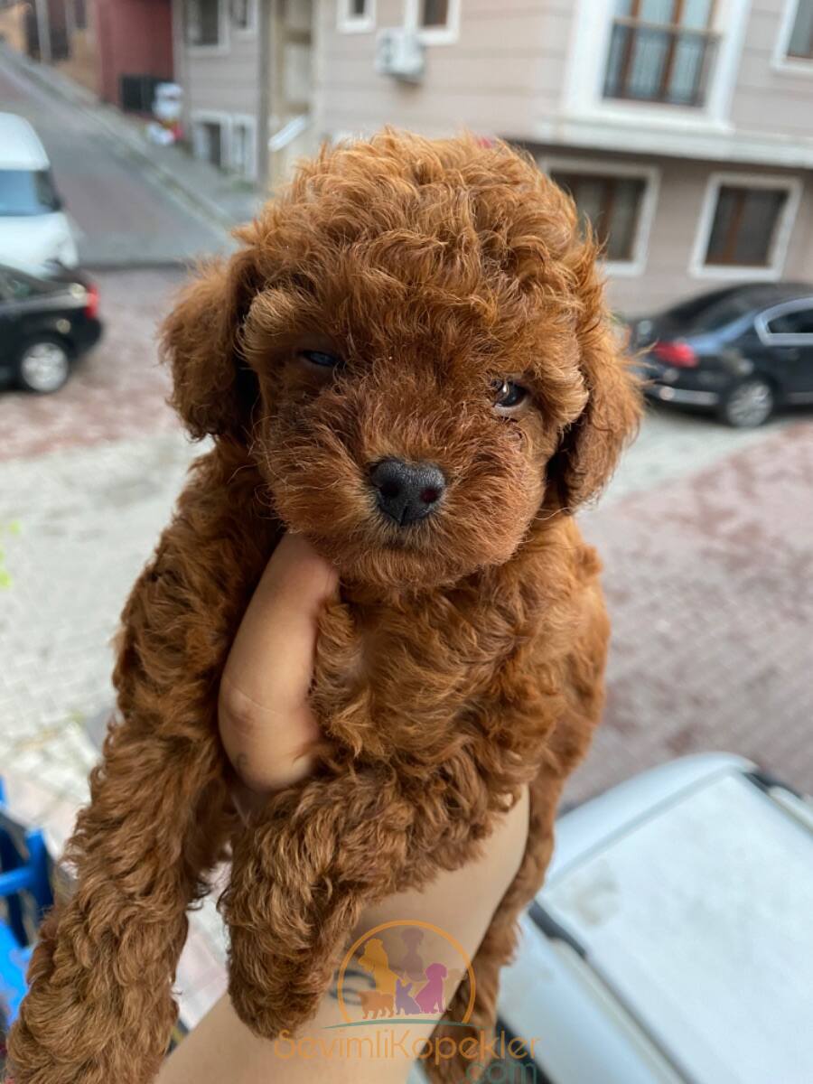 satılık Poodle Toy üçüncü fotoğrafı