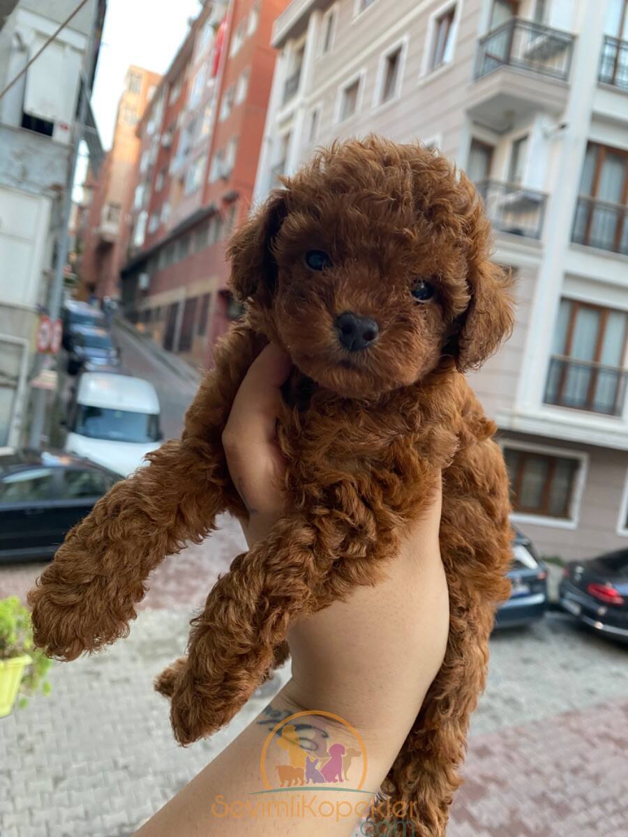 satılık Poodle Toy dördüncü fotoğrafı