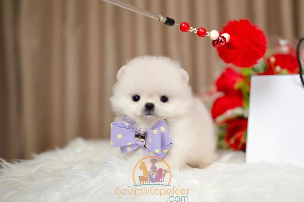 satılık Pomeranian ikinci fotoğrafı