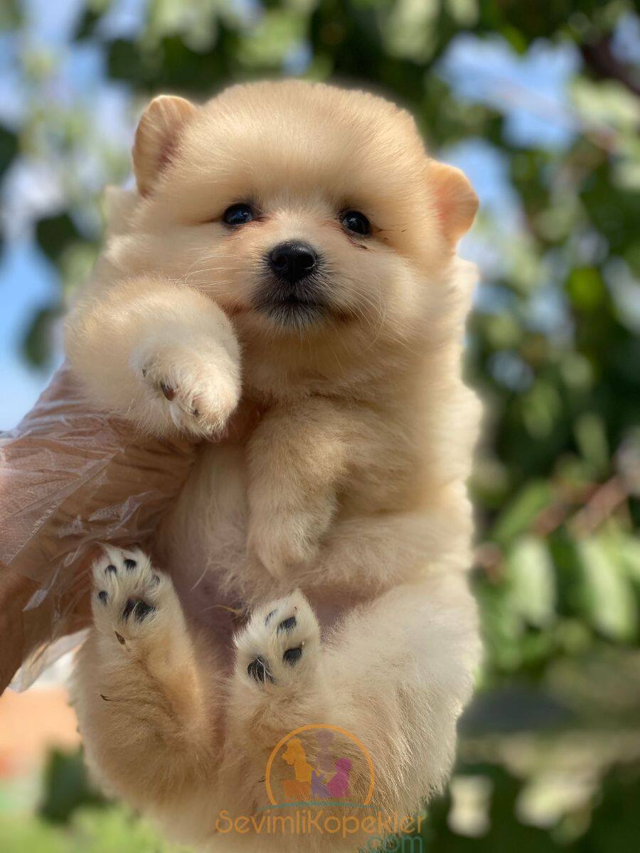 satılık Pomeranian ikinci fotoğrafı