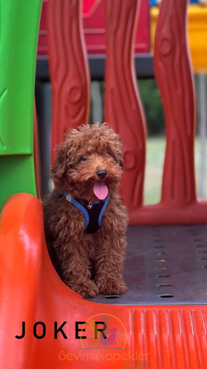 satılık Poodle Toy üçüncü fotoğrafı