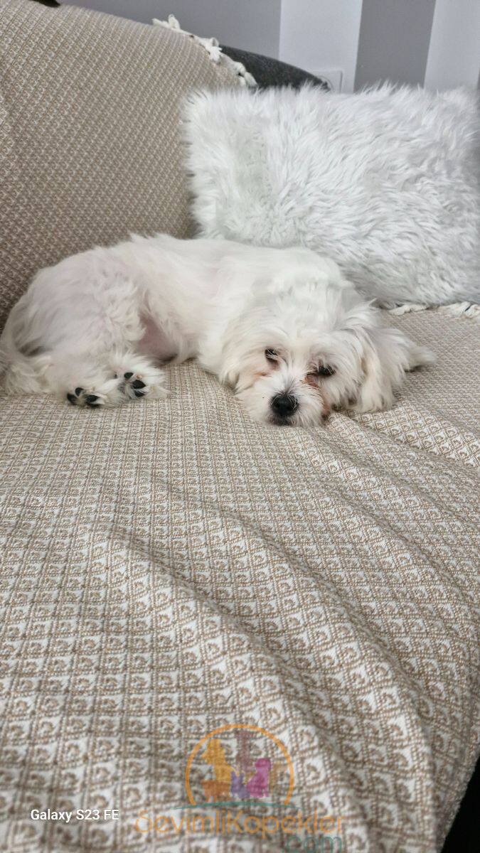 satılık Terrier Maltese dördüncü fotoğrafı