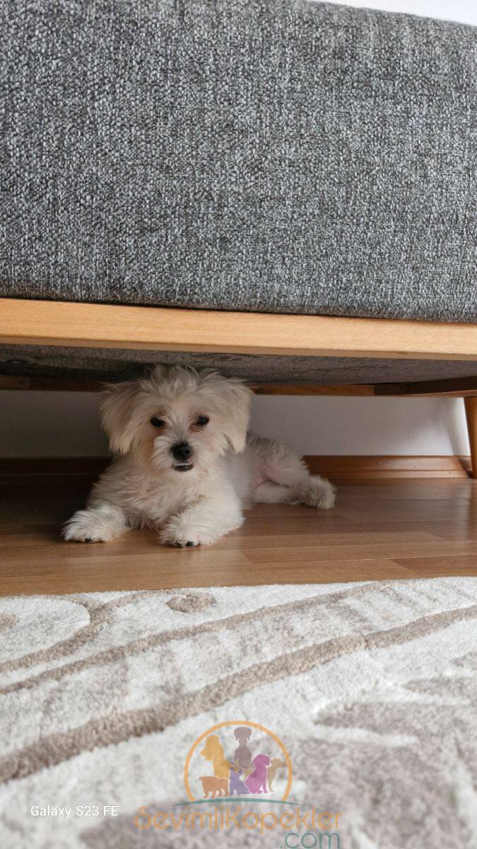 satılık Terrier Maltese beşinci fotoğrafı