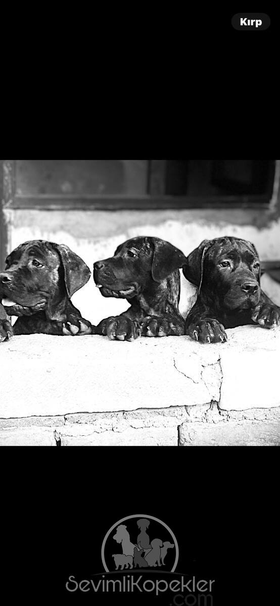 satılık Cane Corso fiyatı