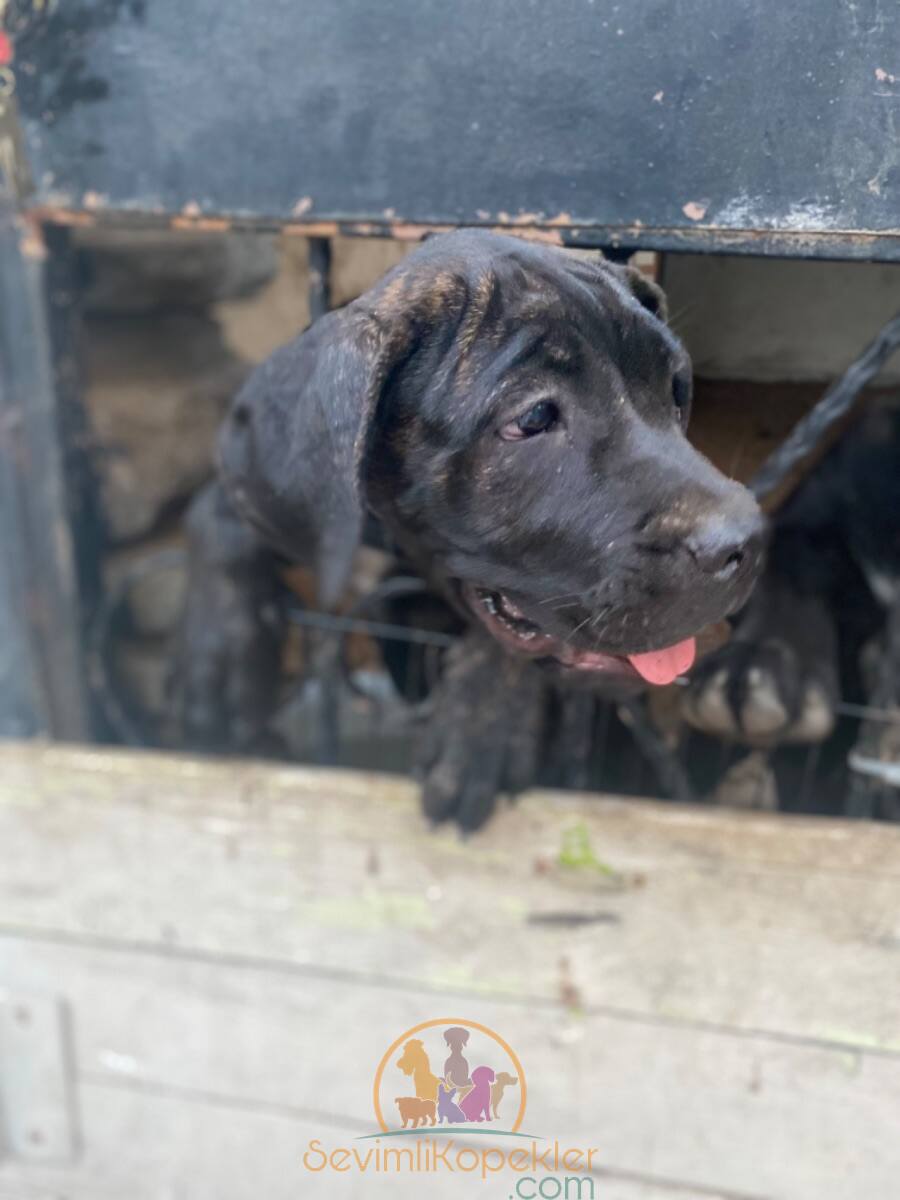 satılık Cane Corso ikinci fotoğrafı