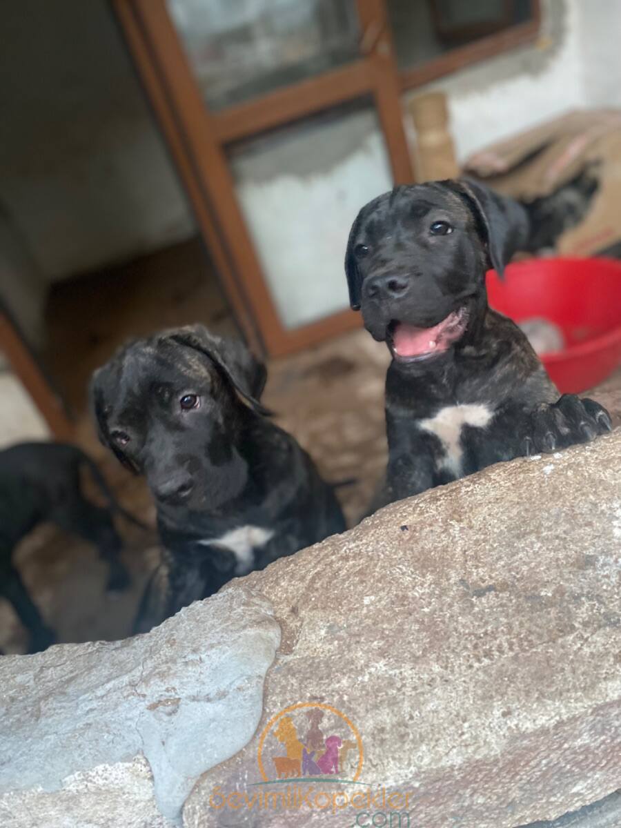 satılık Cane Corso üçüncü fotoğrafı