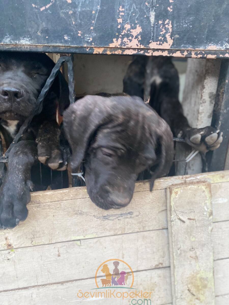 satılık Cane Corso beşinci fotoğrafı