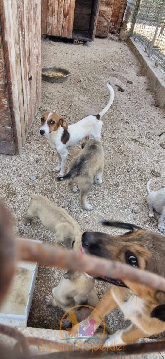 satılık Jack Russell fiyatı