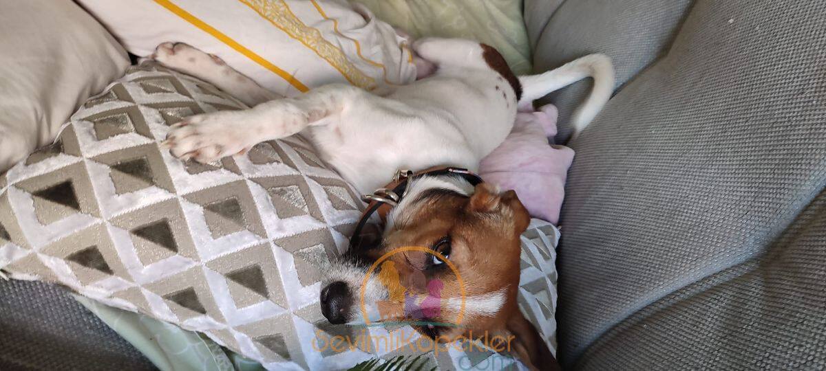 satılık Jack Russell dördüncü fotoğrafı