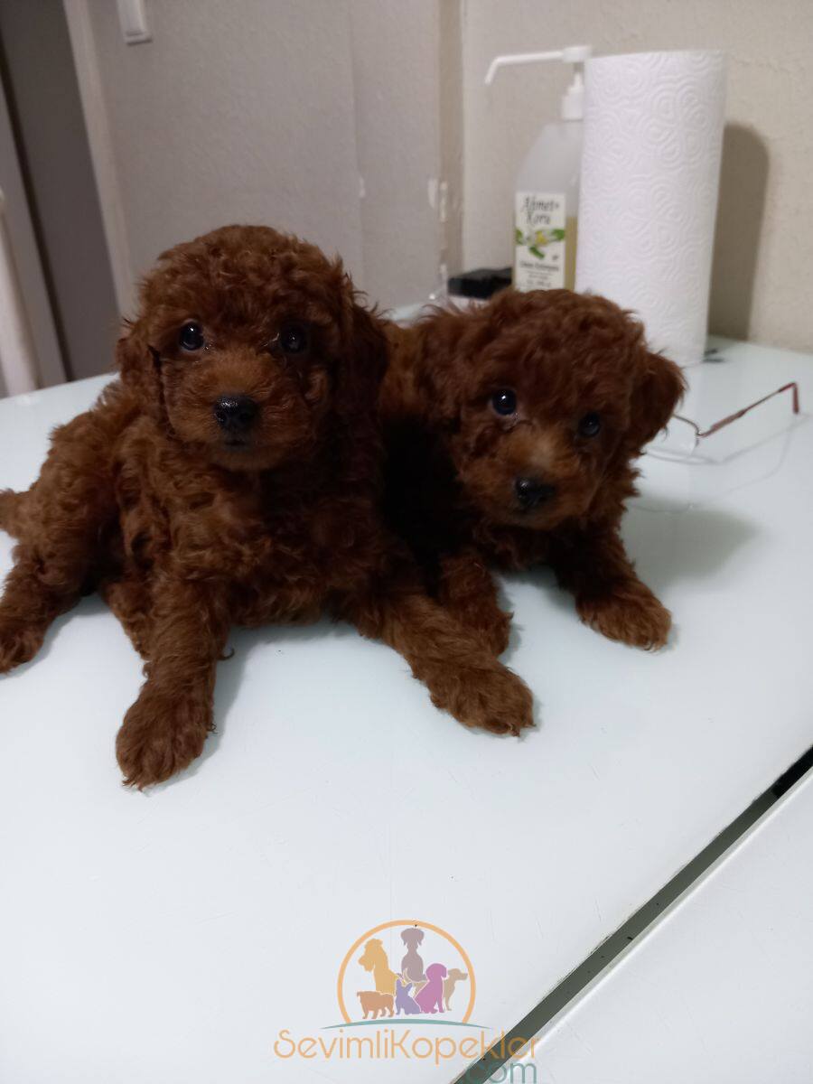 satılık Poodle Toy fiyatı