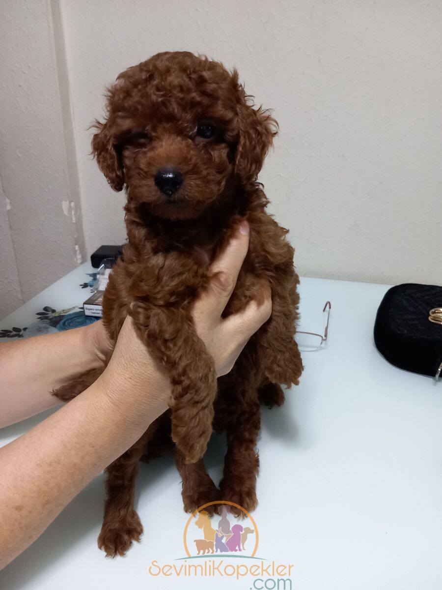 satılık Poodle Toy üçüncü fotoğrafı