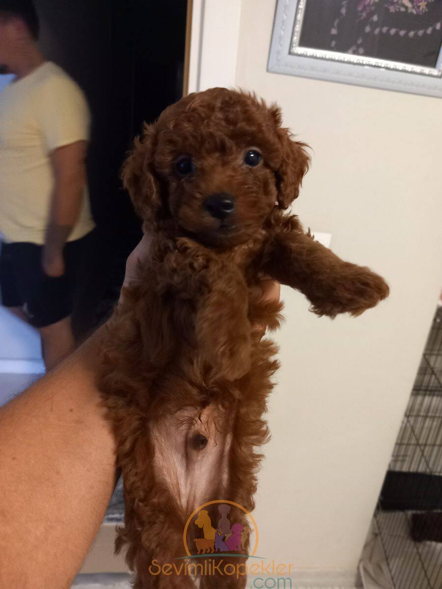 satılık Poodle Toy dördüncü fotoğrafı